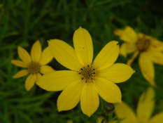 Coreopsis verticillataMeisjesogen bestellen